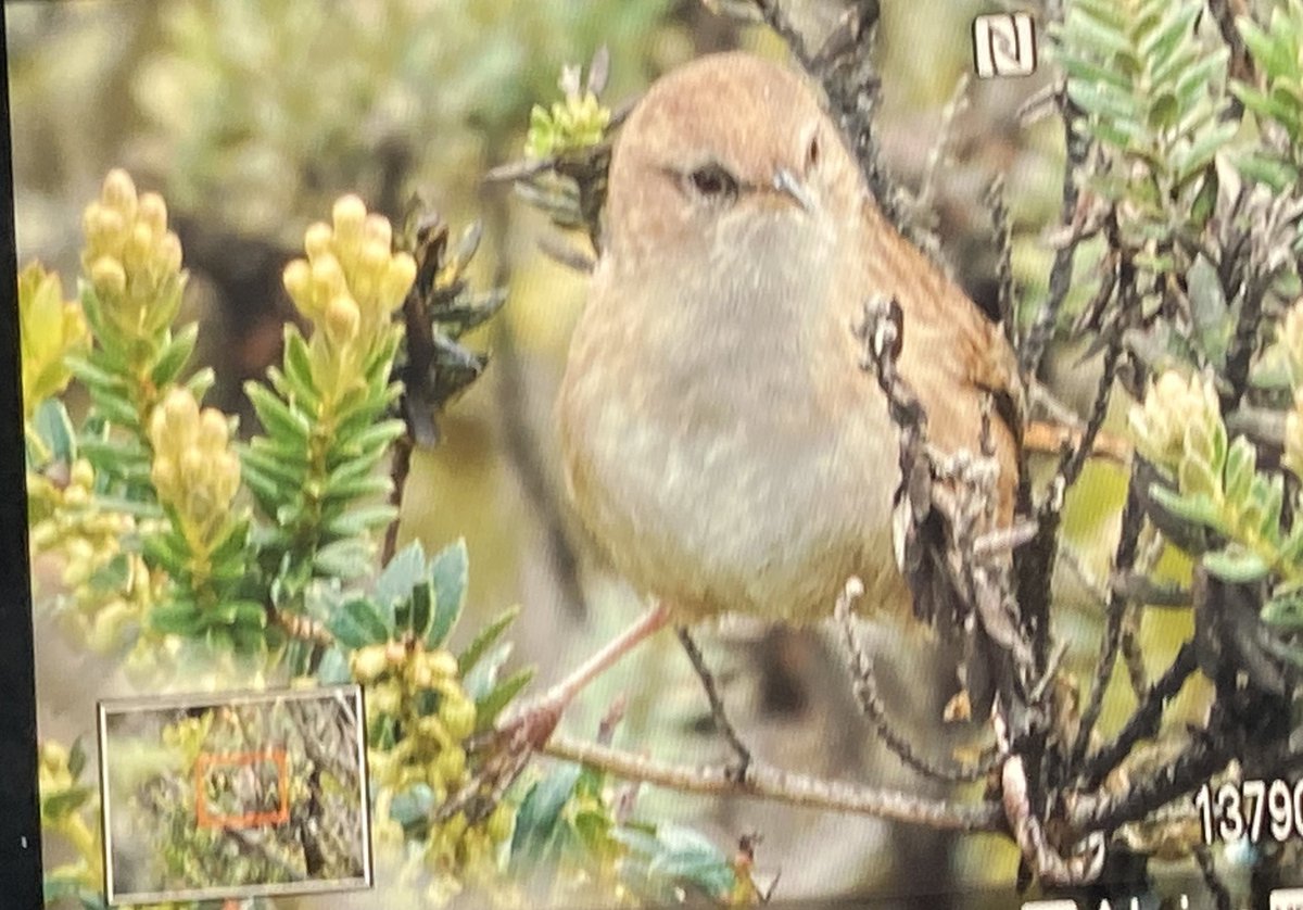 OSWALDO CORTES tweet media