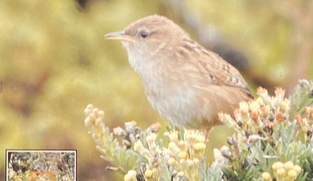 OSWALDO CORTES tweet media