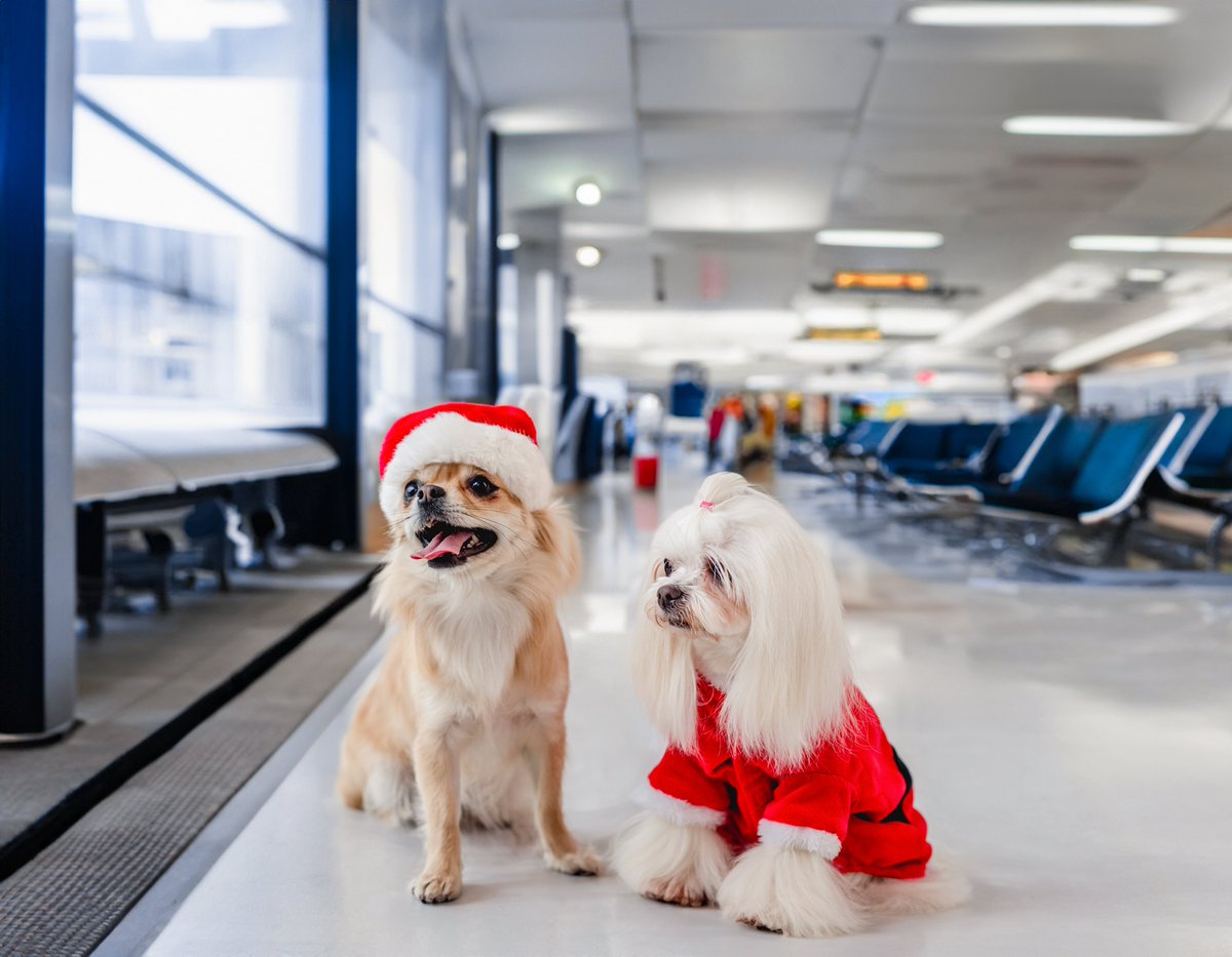 Fly_Arna's tweet photo. 🐾💙 Pawsitively festive and fur-friendly! Santa’s little helpers are ready to take off with us!
#FlyArna https://t.co/33LDcmbt01