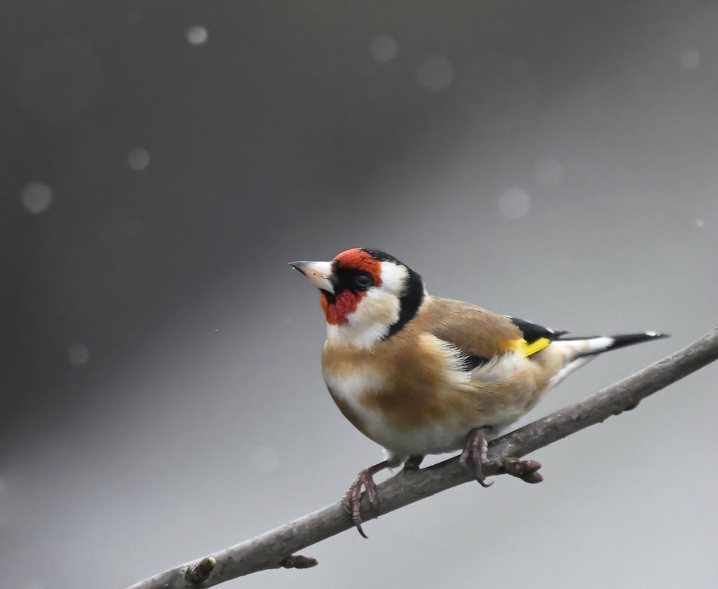 CarlBovisNature tweet picture