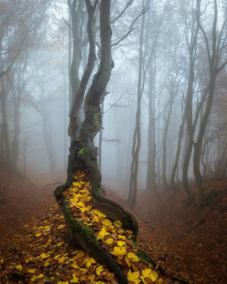 MariamB80321249's tweet photo. Good afternoon 🍁🍁
#photography #nature https://t.co/Qtxi00xTUn