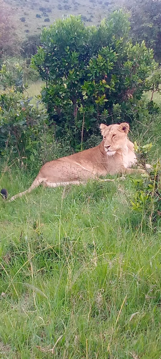 Mara never ceases to amaze us with its incredible wildlife spectacles.
#Mykissafaris# Mara Magic# LionSighting
#AfricaWildlife#SafariAdventures