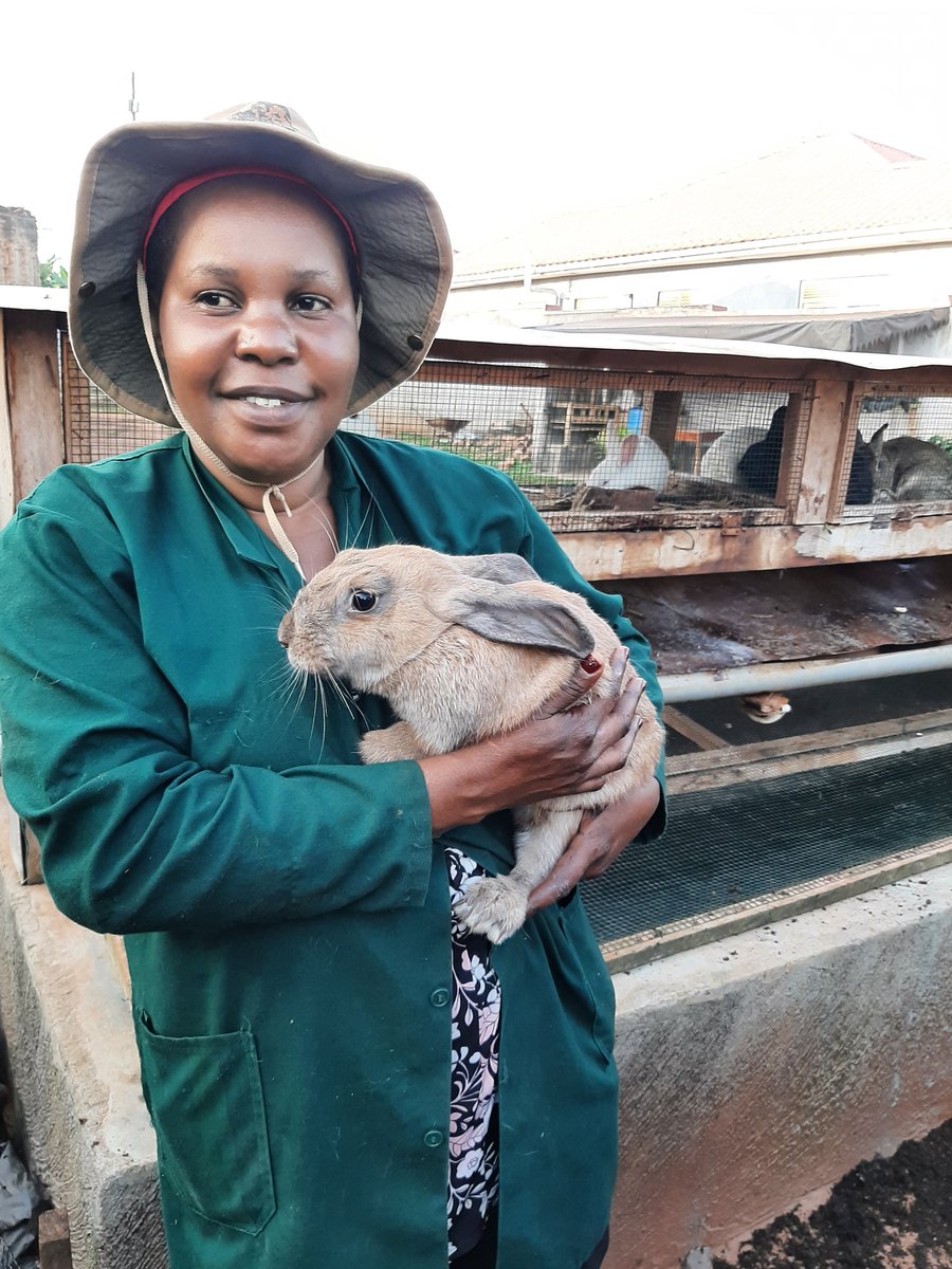 FarmboyUg's tweet photo. @wekesa_amos @Ugandalodgesltd Devine Family Farmers
I sell Pet Rabbits, Guinea Pigs, Lab Rats & I also teach all about Small Space Farming.
📍Seguku Katale, Entebbe Rd
📞0757381418
#smallspacefarming https://t.co/UlorGEXmM1