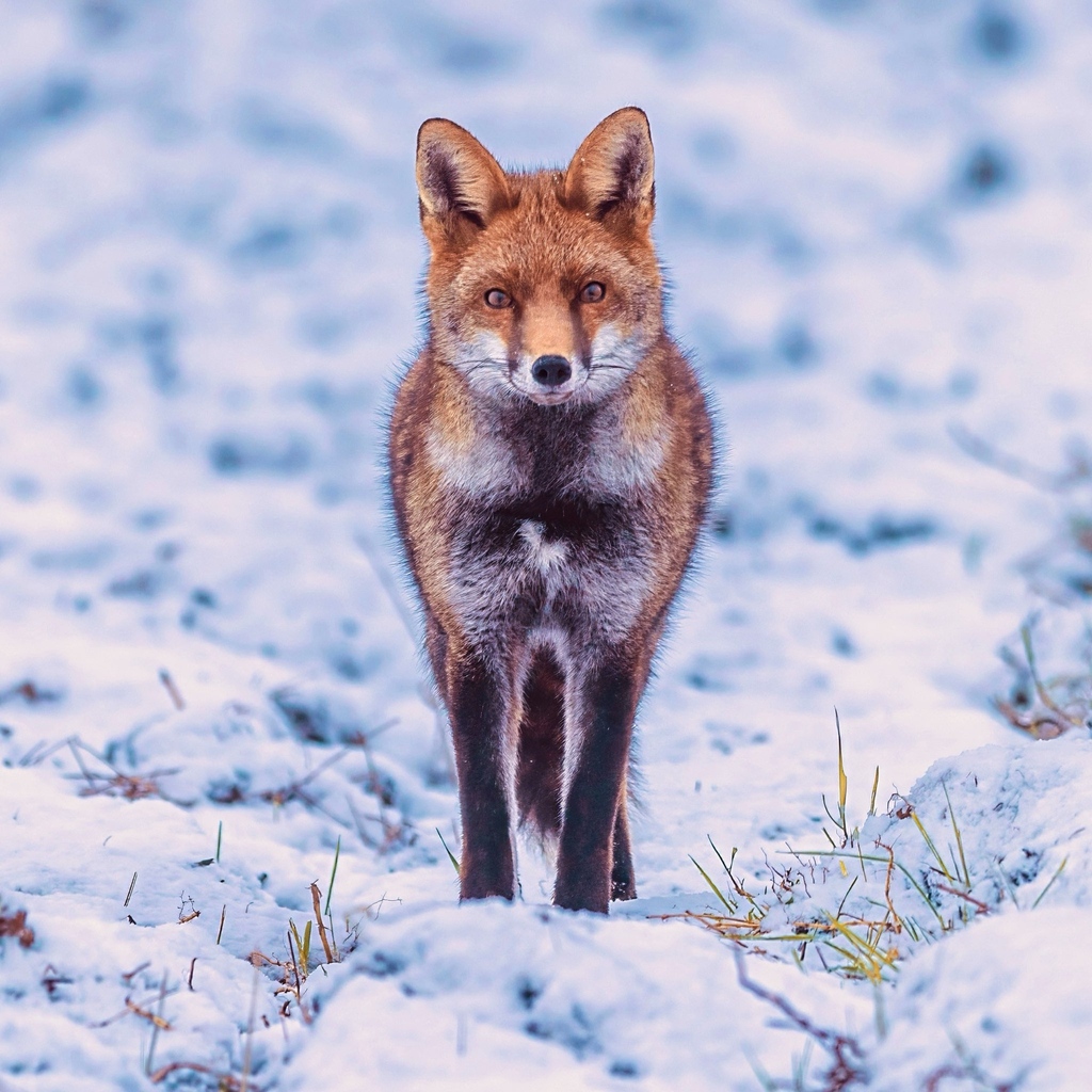 Chris Packham (@chrisgpackham) on Twitter photo Day 5 of the #12DaysOfFoxmas - thank you to <a href="/mikeyrro/">Mike Robinson</a> for today's #FoxOfTheDay Day 5 of the #12DaysOfFoxmas - thank you to <a href="/mikeyrro/">Mike Robinson</a> for today's #FoxOfTheDay