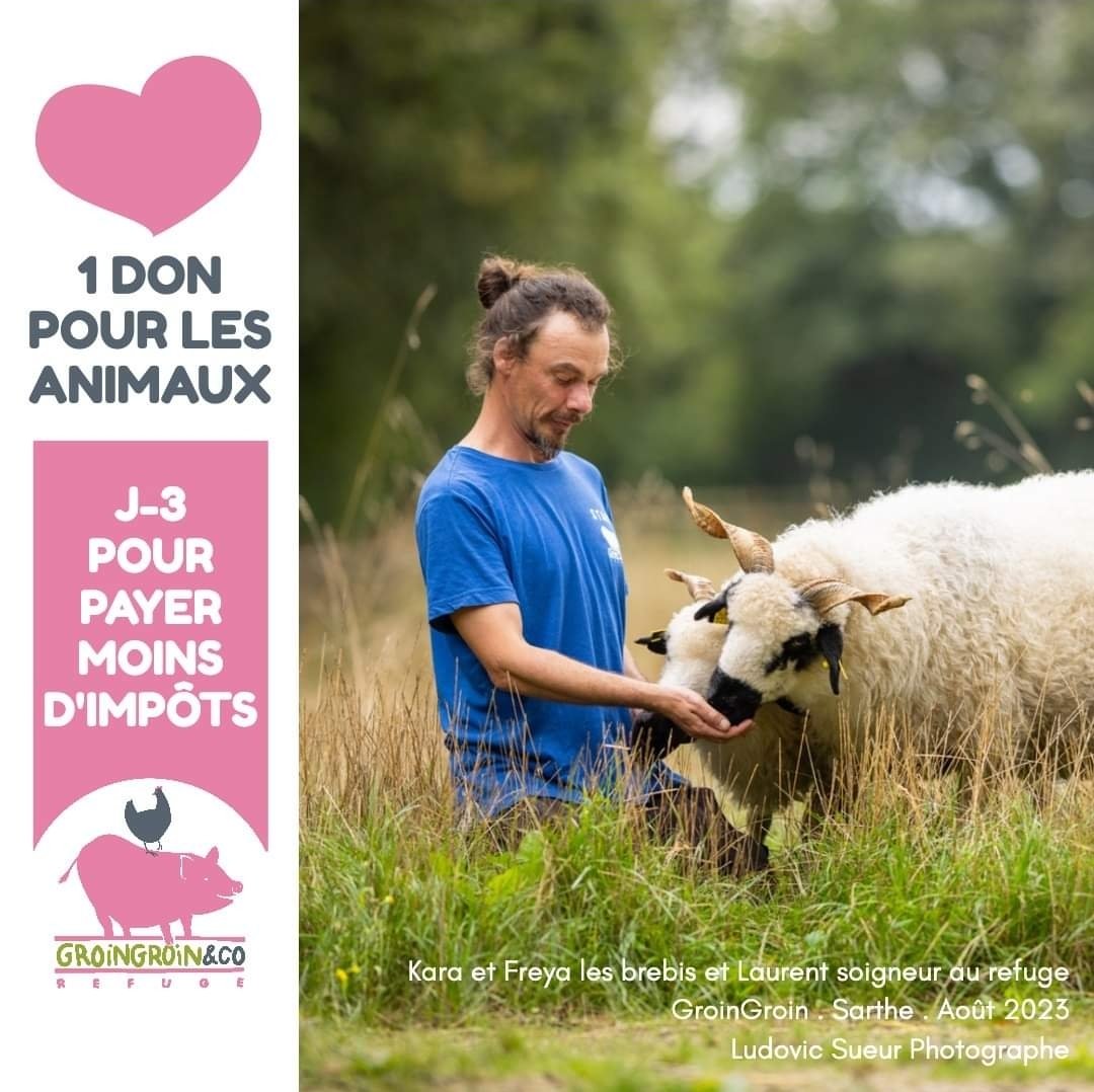 Refuge GroinGroin&Co 🐷 tweet media