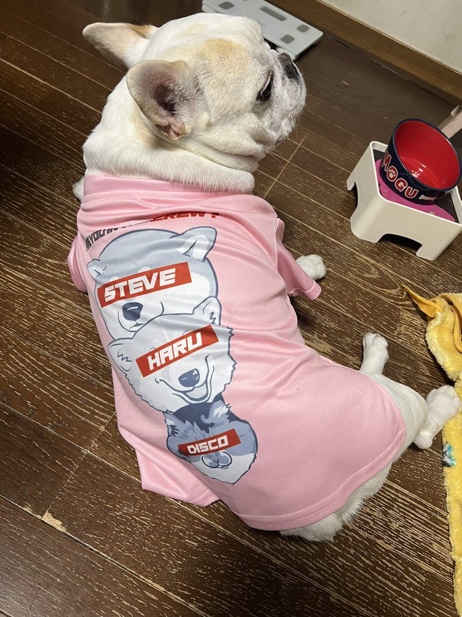 boolanc719's tweet photo. #柴犬スティーブch のシャツが届きました。
スティーブサイズにしましたが、少し大きかったですね https://t.co/3a1xZInEal