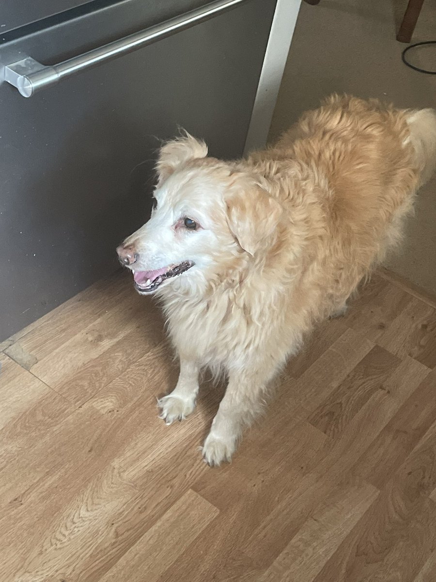 Jaximates's tweet photo. Personal life stuff isn’t something I talk about publicly but today marks the day we are saying goodbye to my puppy, Addy. She’s lived a long 16 and a half years and she’s always been my good girl. We grew up together and I hope I gave her the great life she deserves <3 https://t.co/HVVdhwn6qG