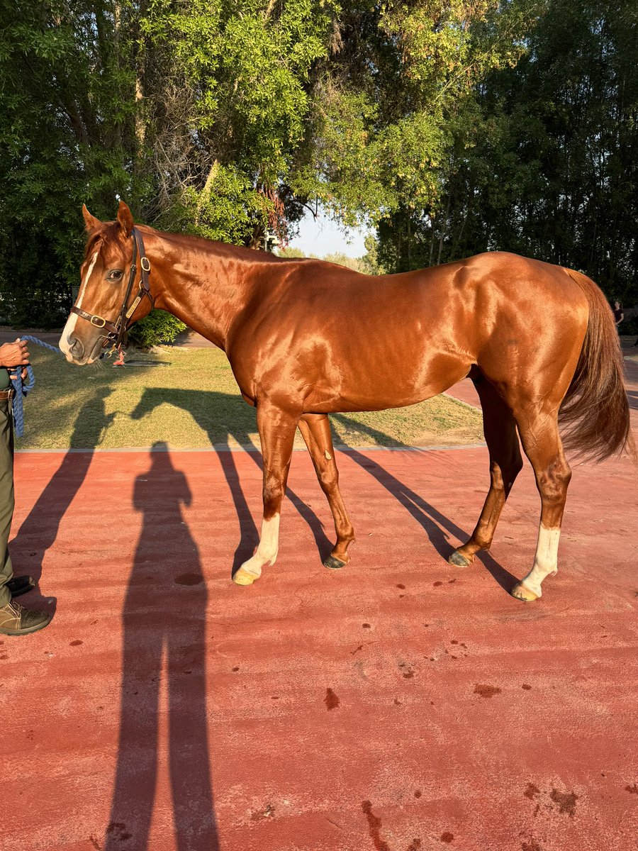 cskelly121's tweet photo. Zoulu looking like a champion with the sun on his back ! What a good looking animal he is 🥰 @RacingHeather @RacingDubai #nearlygotime #dwcc https://t.co/sFeAyvKvhN
