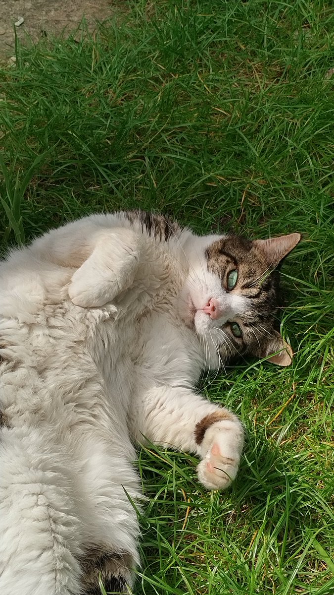 My husband has created a wasteful monster. He feeds this devil chicken every day, and now throws away 1-2 sachets of cat food daily. I don't blame the cat, I blame him. If I thought there was restaurant quality food coming every day I would save my appetite as well !