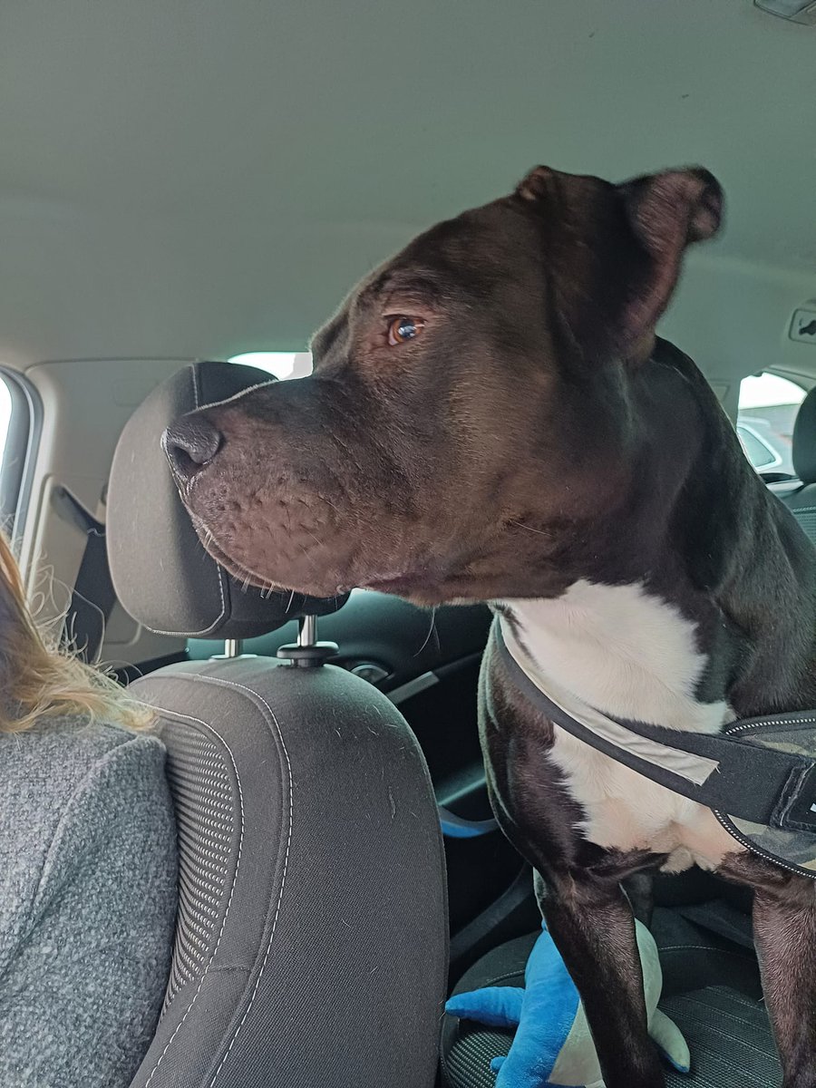 Another #XLBully Busted OUT of Wales!! ❤️🐾 From Tracy #UK: 'We battled through everything Storm Gerrity could throw at us but we've got him from North Wales to Dundee between us. He's such a fantastic boy and he's going to have an amazing life. I'm free to transport from…