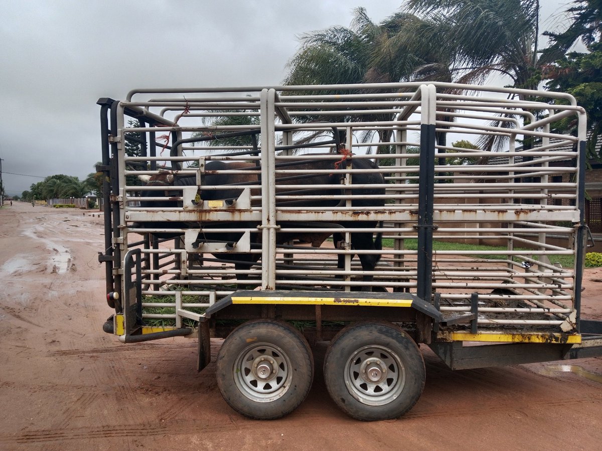 ApostleDeza's tweet photo. [BREAKING NEWS]

#EFFin2023 Happy New Year‼️‼️‼️

The @EFFSouthAfrica in Vhembe Region led by Provincial  chairperson cmsr Tshilidzi Maraga @TshilidziMaraga is today handing over a cow to the chief at Tshiozwi Tribal office. 

#RegisterToVoteEFF ✊🏾 https://t.co/tbIGdAZe2y