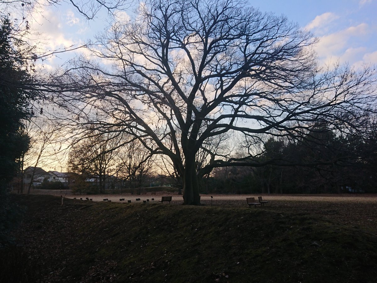 5th week of December

榎 Celtis sinensis … #JindaijiCastleRuins #NationalHistoricSite

Jindaiji Castle was abandoned in 1537.
I heard that this tree is about 200 years old. However, I have not been able to find any documentation.

#MyFavoriteGiantTreesInTokyo #winter