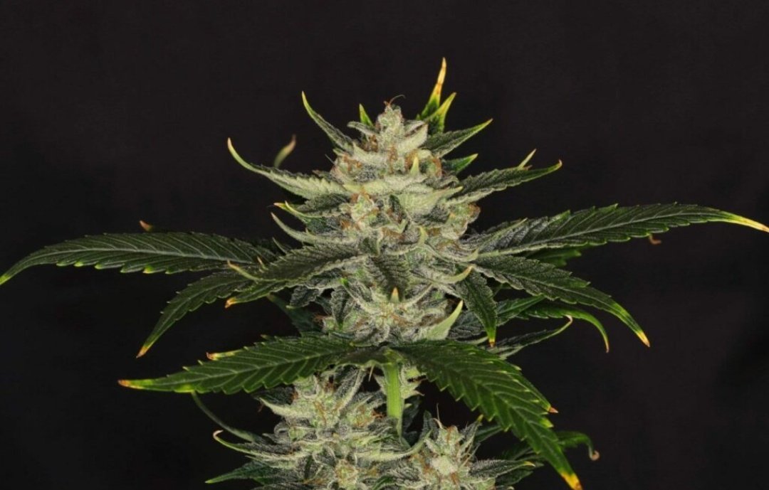 KannabiaSeeds's tweet image. Nuestro rey Gorila #autofloreciente llega con su flamante 40% de #descuento (por tiempo limitado) a #Kannabia 🌱🌻! Aprovecha ahora... ¡quedan pocas horas! ⌛️😍🧡💚
kannabia.com/es/semillas-ma… kannabia.com/es/semillas-ma…