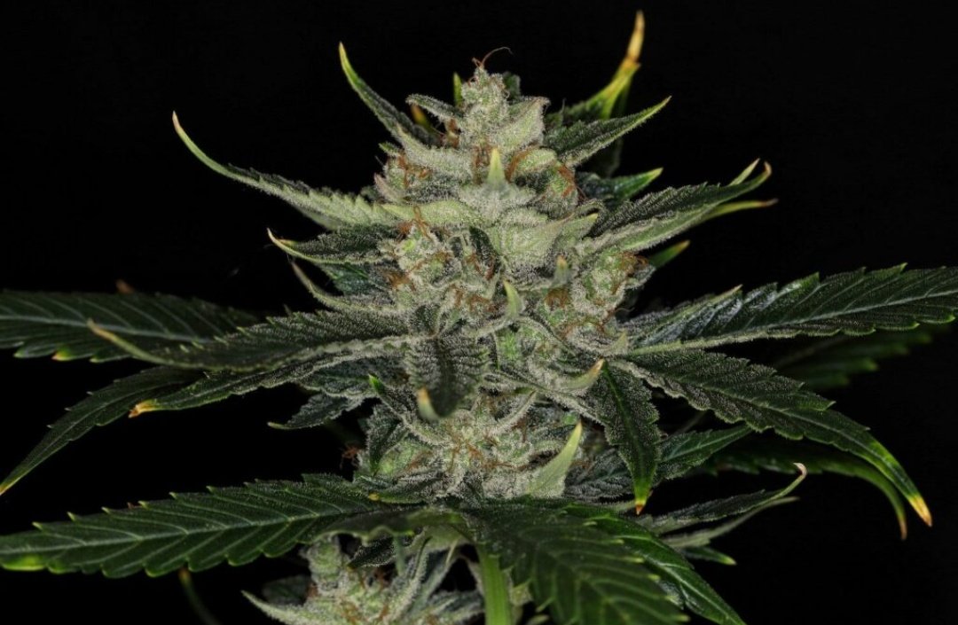 KannabiaSeeds's tweet image. Nuestro rey Gorila #autofloreciente llega con su flamante 40% de #descuento (por tiempo limitado) a #Kannabia 🌱🌻! Aprovecha ahora... ¡quedan pocas horas! ⌛️😍🧡💚
kannabia.com/es/semillas-ma… kannabia.com/es/semillas-ma…