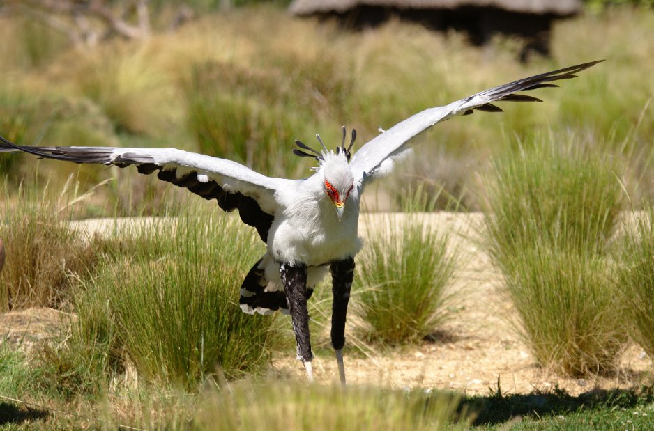 The #secretarybird has got powerful legs that it uses to strike #prey and running after faster #quarry. When it coms to walking, this bird walks up to 24km a day through grassland in search for prey. The secretary bird #feeds on #grasshopper, small #mammals, #frogs and #snakes