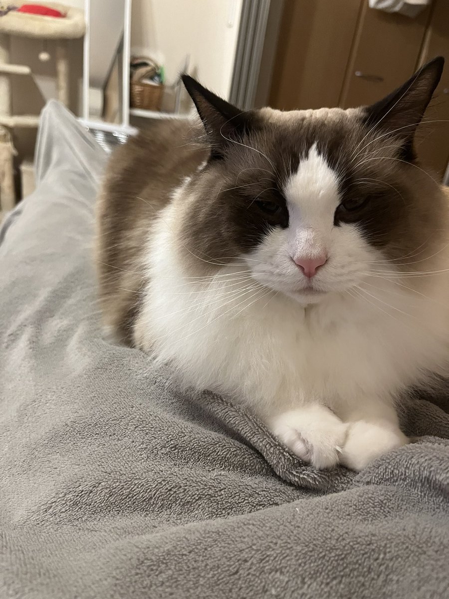 嫁さんと猫さんのご飯作るからどいてほしい🙃