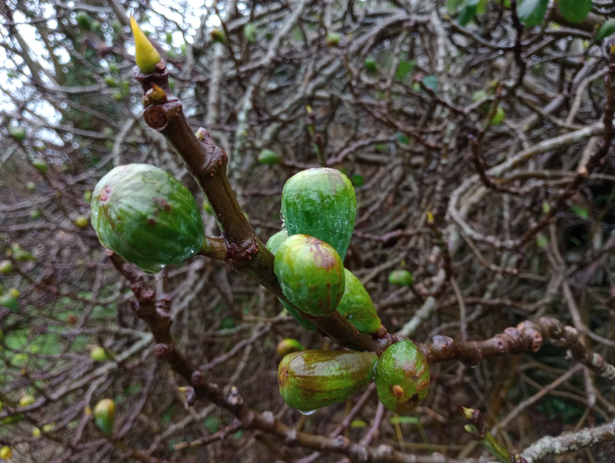 Enough with the figgy pudding already.

#wildflowerhour #twitternaturecommunity #figs #Christmasfood #wintertrees #figtrees