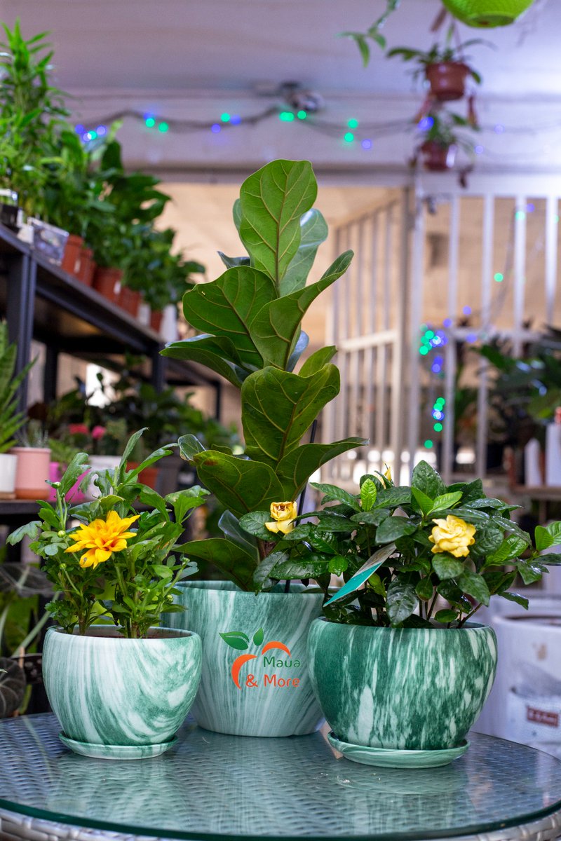 MauaAndMore's tweet image. Elevate Your Tabletop Oasis! 🍃

Introducing our exquisite green ceramic table pots – a perfect fusion of style and nature! 🌟 Transform your space into a haven of greenery with these unique additions. 🌱💚

 #MauaAndMore #NatureInStyle #green #designpots