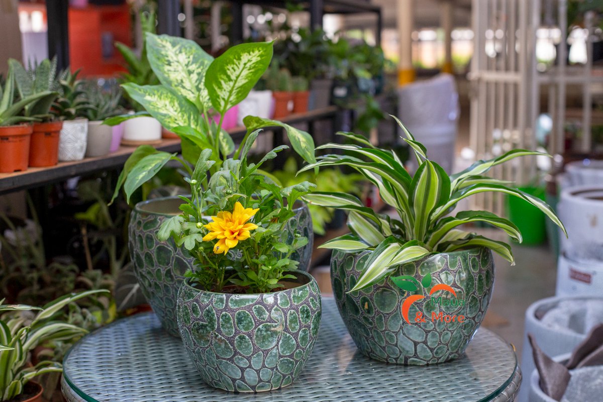 MauaAndMore's tweet image. Elevate Your Tabletop Oasis! 🍃

Introducing our exquisite green ceramic table pots – a perfect fusion of style and nature! 🌟 Transform your space into a haven of greenery with these unique additions. 🌱💚

 #MauaAndMore #NatureInStyle #green #designpots