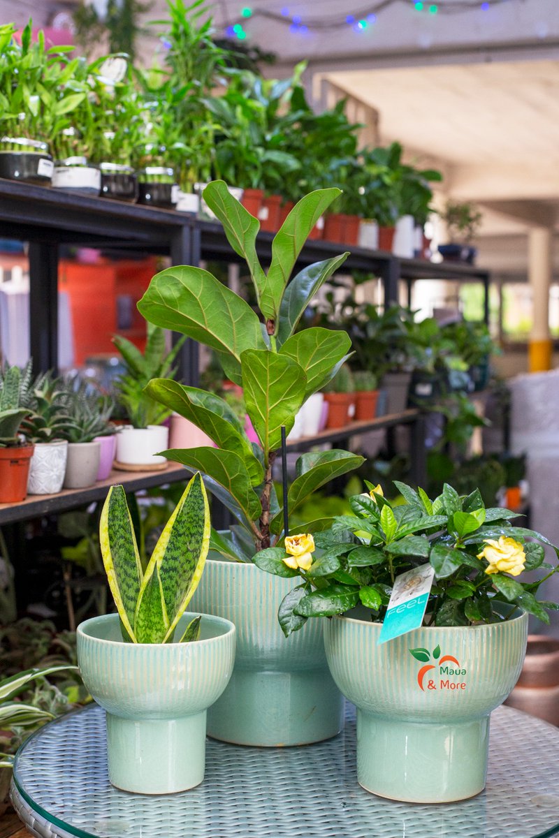 MauaAndMore's tweet image. Elevate Your Tabletop Oasis! 🍃

Introducing our exquisite green ceramic table pots – a perfect fusion of style and nature! 🌟 Transform your space into a haven of greenery with these unique additions. 🌱💚

 #MauaAndMore #NatureInStyle #green #designpots