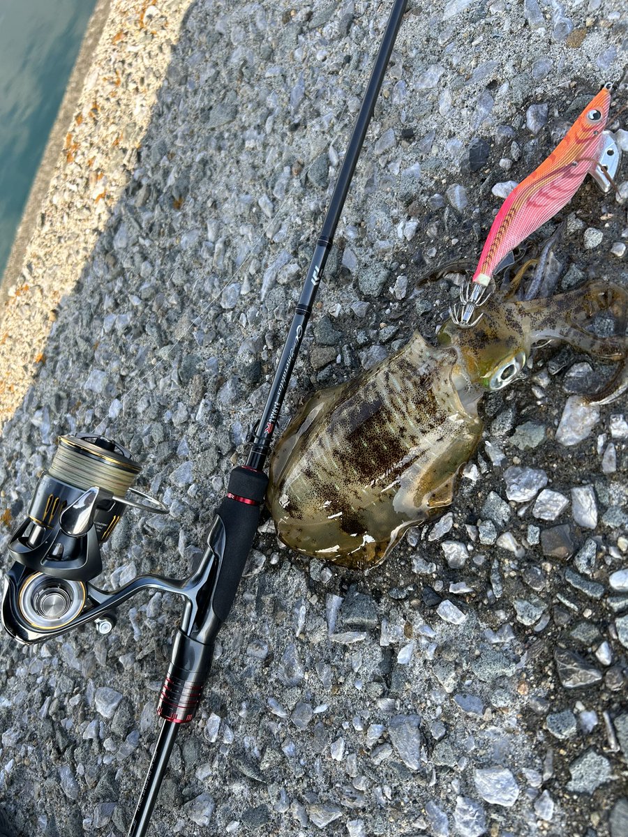 STRAK528's tweet photo. ちびイカ達で釣り納めでした🦑 https://t.co/3ORIjpSiMt