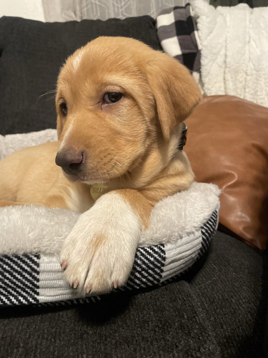 Tay_G02's tweet photo. Everyone meet Billie named after my favorite @zachlanebryan song “Billy Stay”.  Maybe Boston and her can be friends🥰 https://t.co/HOZzVd8l4W