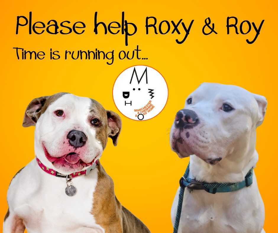 Animal Adoptions UK ๐โ๐ฆบ๐๐โค๏ธ (@adoptionsuk) on Twitter photo Urgent please retweet to help Roxy and Roy find homes (separately) BEFORE 31 DECEMBER #MANCHESTER #CHESHIRE #UK ๐
AT RISK OF EUTHANASIA โญ๏ธโญ๏ธโญ๏ธโญ๏ธโญ๏ธ
They have had no applications and time is running out for them They are XL Bully types, sweet dogs that deserve a chance at life. Urgent please retweet to help Roxy and Roy find homes (separately) BEFORE 31 DECEMBER #MANCHESTER #CHESHIRE #UK ๐
AT RISK OF EUTHANASIA โญ๏ธโญ๏ธโญ๏ธโญ๏ธโญ๏ธ
They have had no applications and time is running out for them They are XL Bully types, sweet dogs that deserve a chance at life.