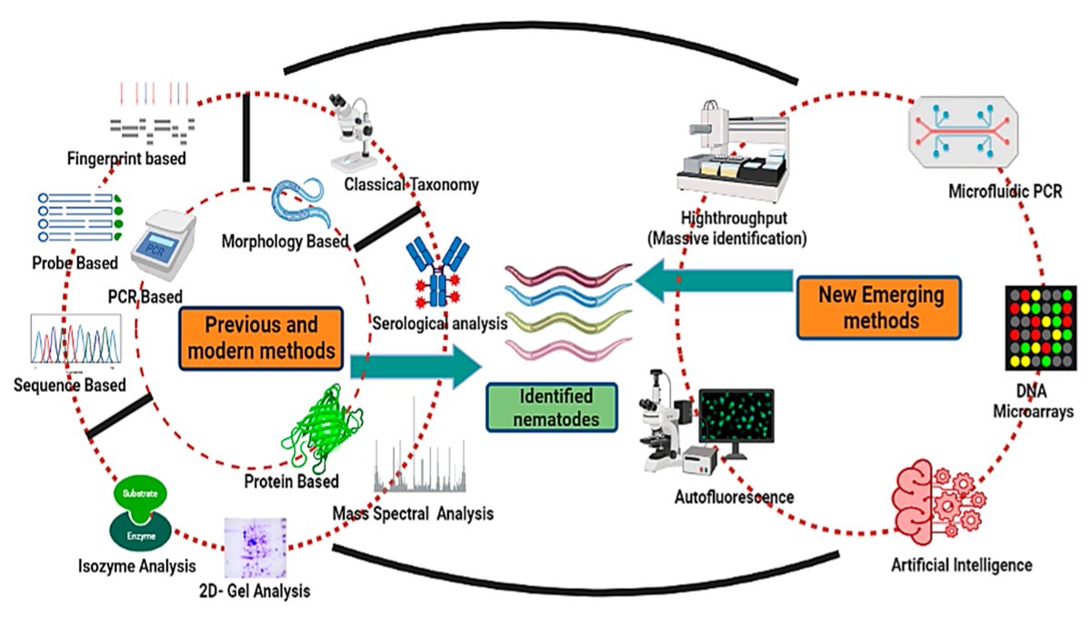 DiversityMDPI's tweet photo. 👏A #review paper from @DiversityMDPI
📚Advances in Nematode Identification: A Journey from Fundamentals to Evolutionary Aspects

🔗https://t.co/TOke4WK0wW
Article views:  3396
Citations: 6

#emergingmethods; #identification; #metabarcoding; #morphology; #PCR; #nematodes https://t.co/k5hbLWU9m1