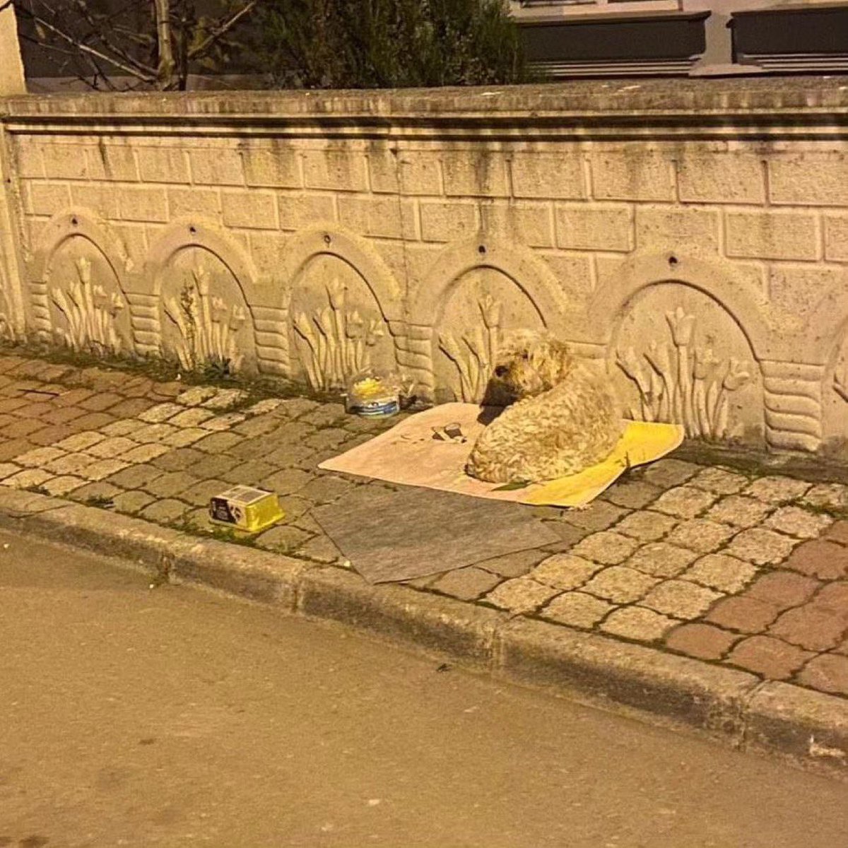 O bir Terrier eşyaları ile birlikte sokağa atılmış 🥺Gece gece gelen ihbar 😡
Acil geçici kalıcı yuva 
Yer Samsun

İnstagram <a href="/patimelegim/">Semaninpatileri</a> 

#SokakHayvanlarıSahipsizDeğil