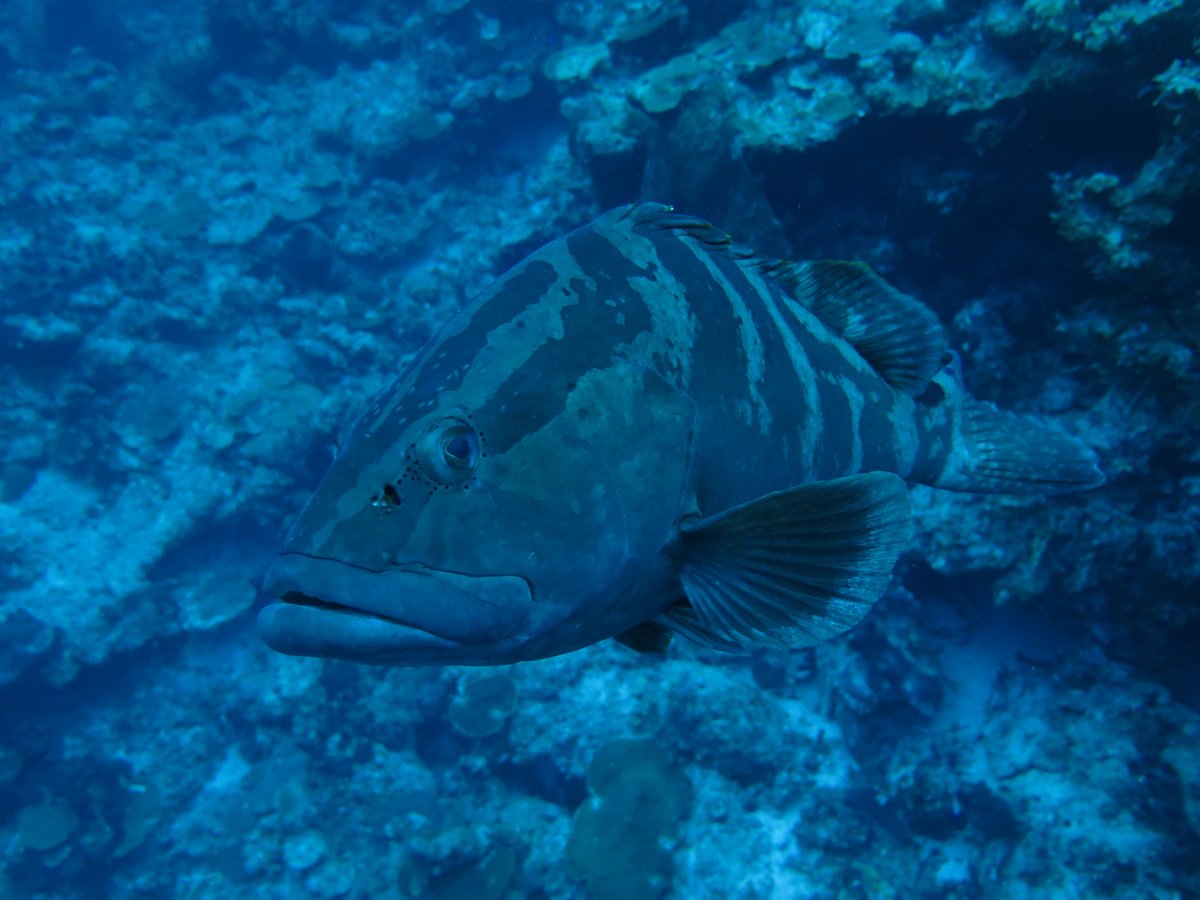 New paper lead by recent <a href="/peclabfiu/">Predator Ecology & Conservation Lab</a> graduate <a href="/s_luongo/">Sarah Luongo, PhD</a>. We use energetics and telemetry to estimate consumption rates of Nassau grouper. The proportion of prey consumed varies by habitat on coral reefs and may increase 24% with future climate scenarios. esajournals.onlinelibrary.wiley.com/doi/10.1002/ec…