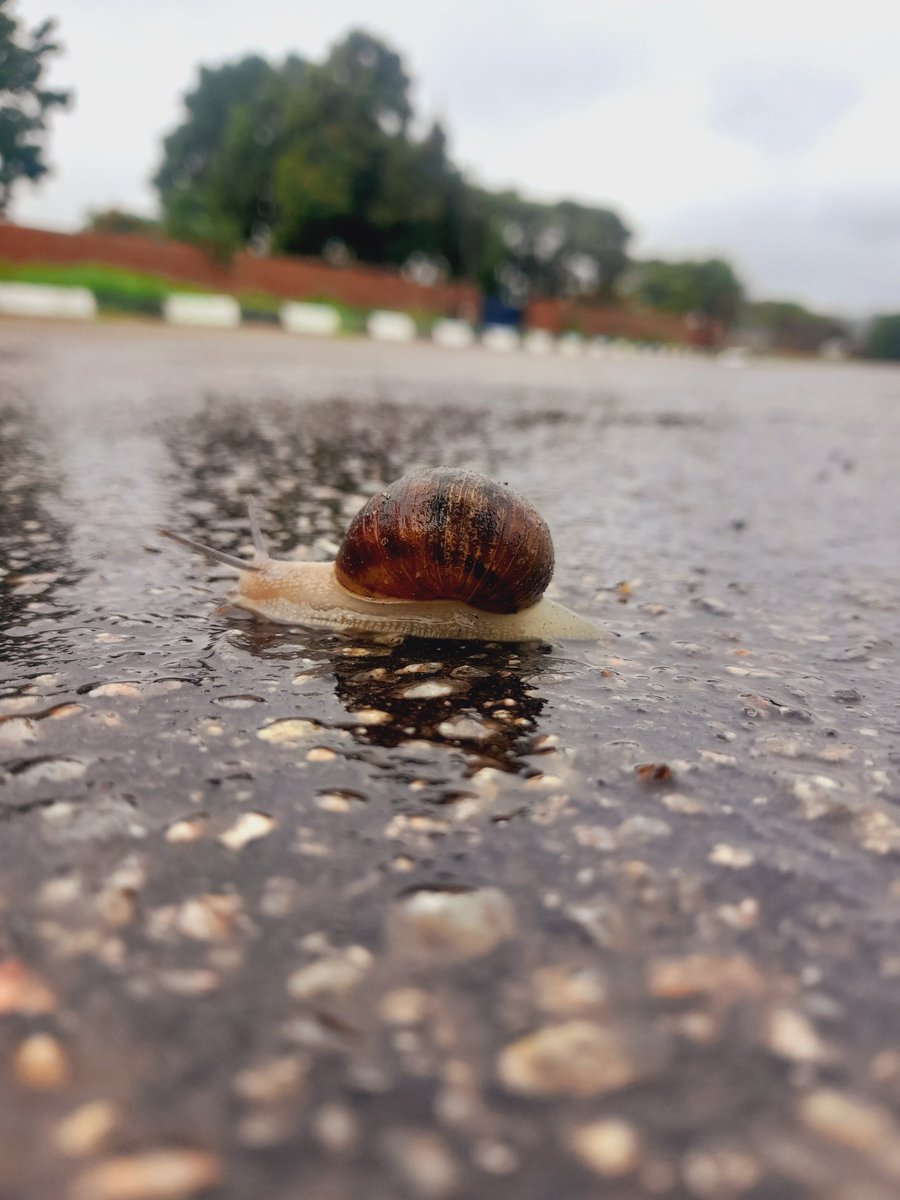 GrandModulus's tweet image. The tar is wet