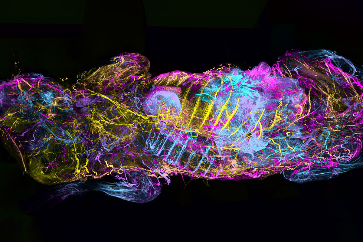 We are pleased to see that our WildDISCO whole mouse nerve image, which was published at <a href="/NatureBiotech/">Nature Biotechnology</a>, has made it to one of the top images in <a href="/ScienceMagazine/">Science Magazine</a>.
science.org/content/blog-p…
