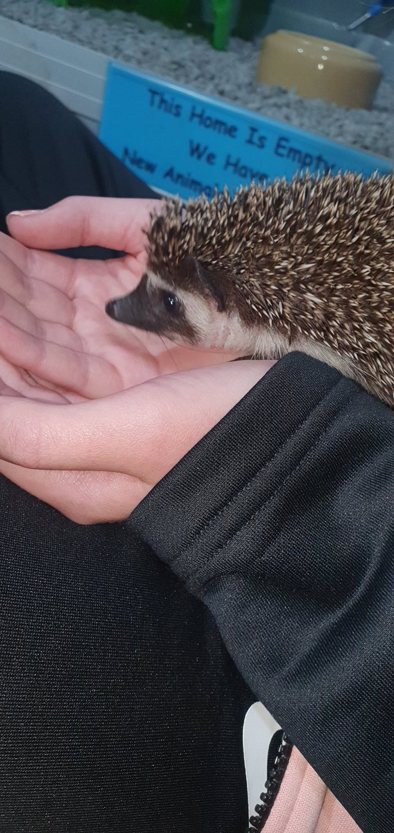 Meeting the newest member of Team Tooth yesterday, welcome to the family Hugo 🥰🦔