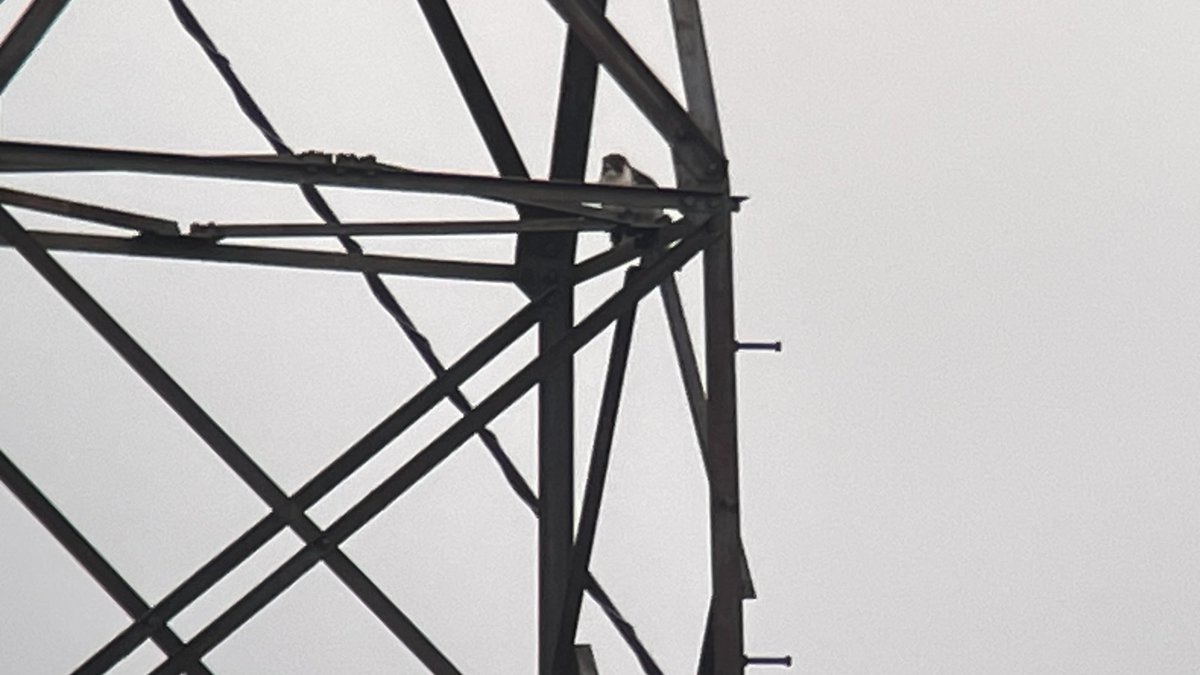 SHummerstone's tweet photo. Seen from the draper hide ⁦@RSPBRyeMeads⁩ peregrine ⁦@Hertsbirds⁩ https://t.co/1AHwq9aueB