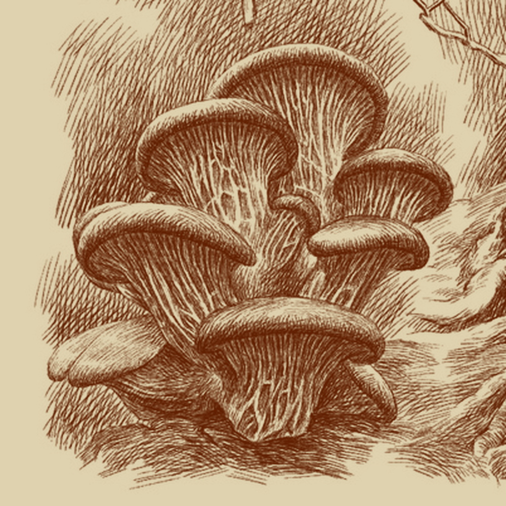 What are your thoughts on this section of my botanical sketch showcasing the oyster mushrooms? Share your impressions!
#AfshinAminiArt #PenAndInkDrawing #BotanicalArt #OysterMushrooms