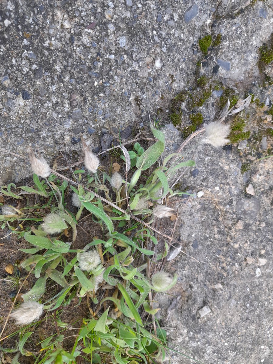 Hare's-tail Lagurus ovatus as a pavement weed at Duncannon, Wexford this morning. A new hectad record. @BSBIbotany @bsbi