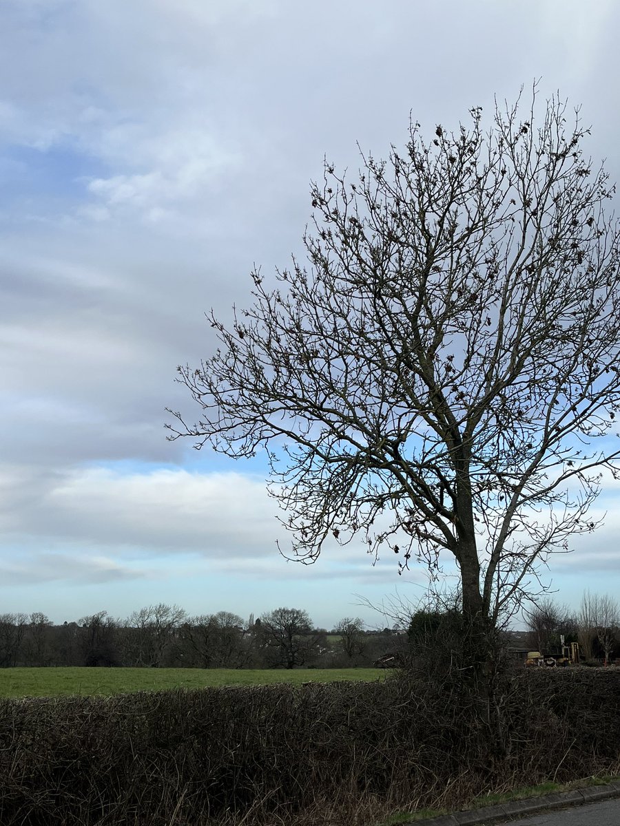 FloralRainbowAW's tweet photo. Looking up at the clouds on Day5 #12DaysWild on our #MiddayWalk Poplars swaying in the wind, was 4 but one blew down over Christmas, Jackdaws calling, Buzzard, Starlings & Sparrows too, definitely colder today 🥾🍂🧣🌾 https://t.co/9mZGIB9Mca