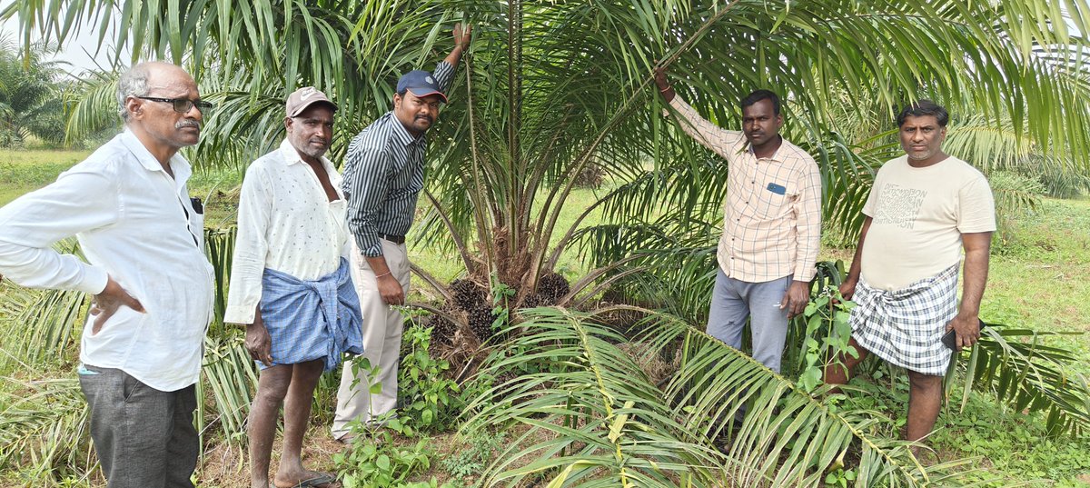 In Narshimhaulapeta manda Pilot project Oilpalm crop ready to harvest within a 2 months... Farmer.Bhupal Reddy.area-5 acres.@Collector_MBD @DhsoMhbd