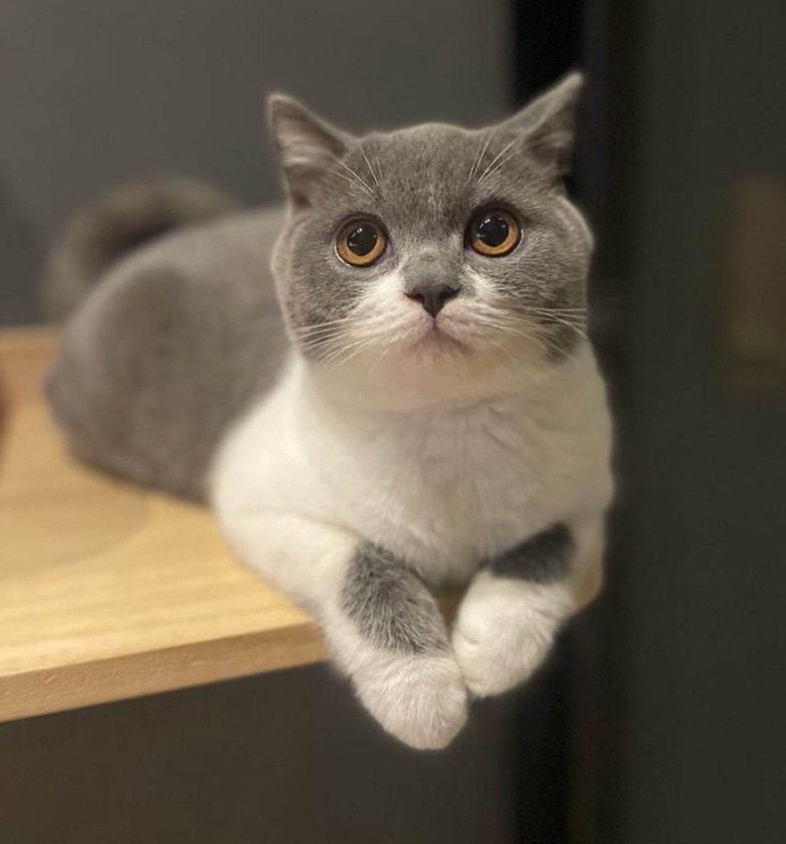 Marcookie 🍪 tweet media