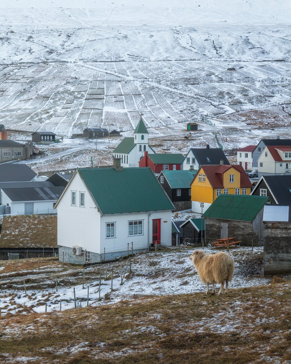 SaviourMifsud's tweet image. Even the Faroese sheep know how to enjoy the view. 😁One of my photos I posted yesterday on my daily IG posts ✌️

Good morning folks! 

#roamthefaroeislands #localguide #phototours