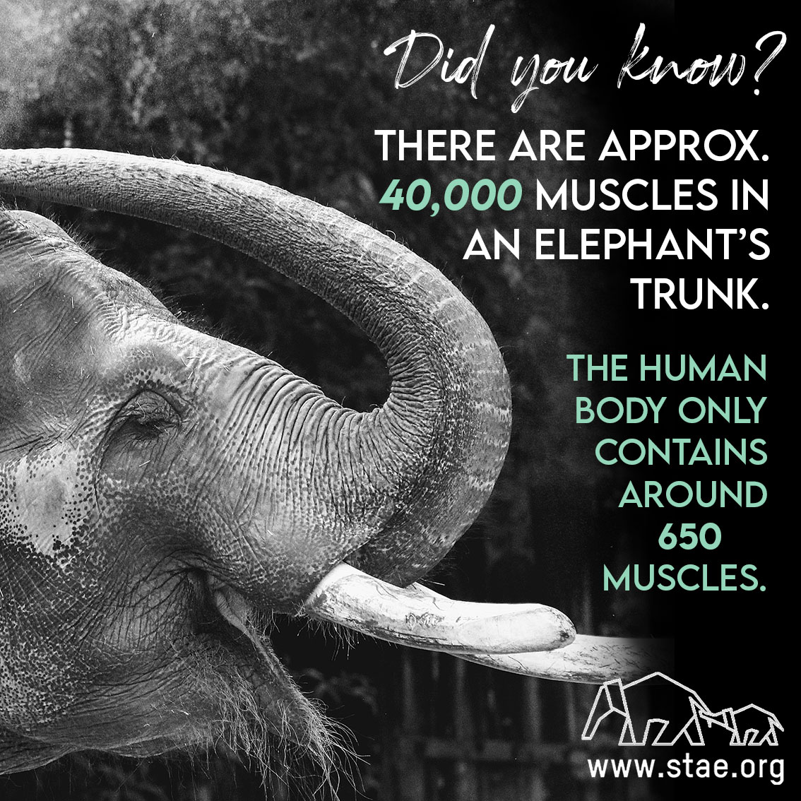 stae_elephants's tweet image. Did you know? There are approximately 40,000 muscles in an elephant’s trunk. The human body contains just 650 muscles. #fridayfact