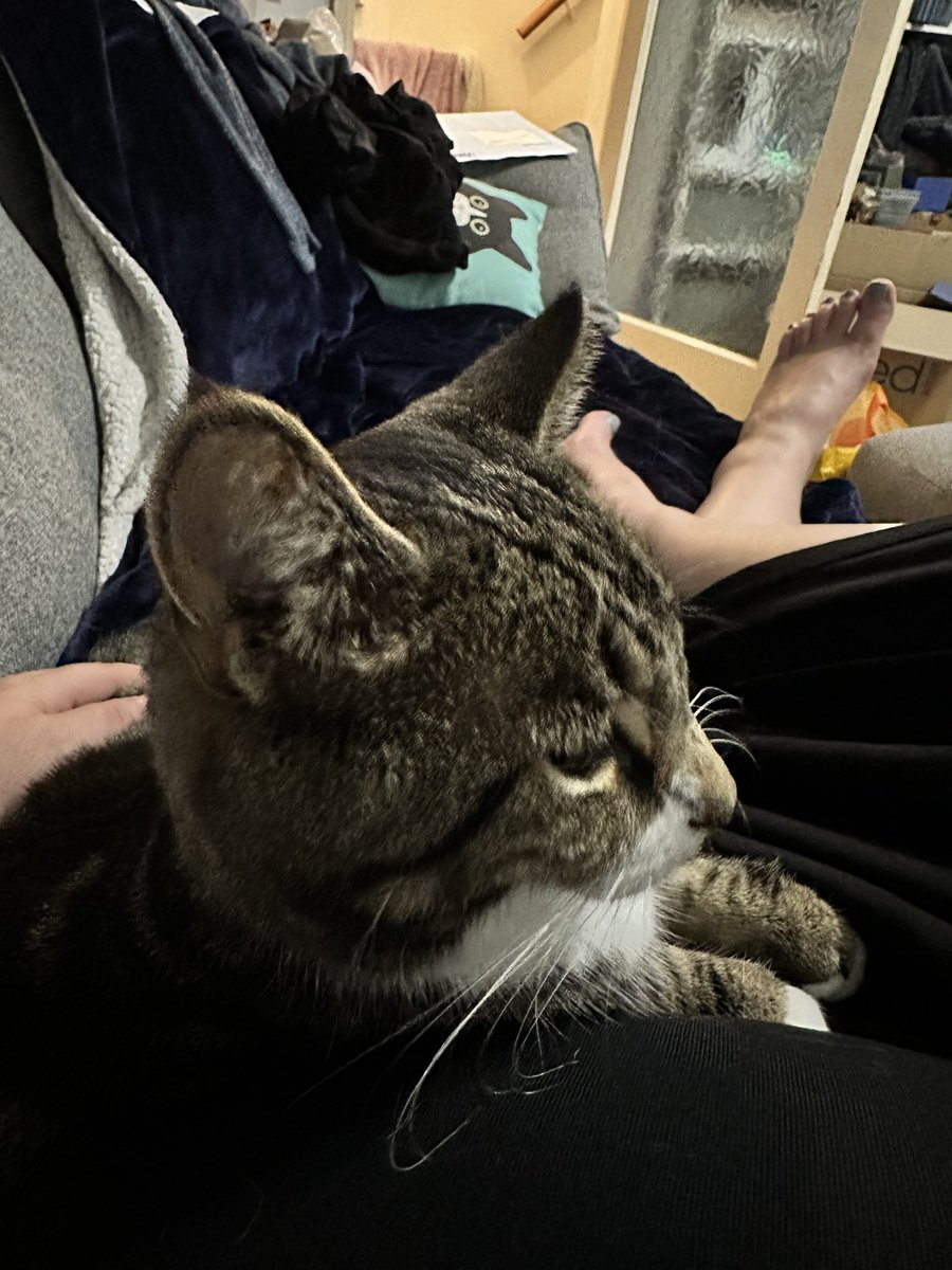 hazzaboxall's tweet photo. @Number10cat I’ve lain still on the sofa so long the house tiger thought I was furniture 😂 https://t.co/TV09wojAVx