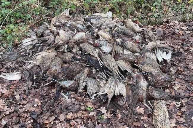 'In excess of 100 dead pheasants' dumped in Wales. Media outlets are describing this as a 'mystery' and 'baffling'. It's far from that - it's been happening for years across UK because shooting industry knows it can get away with it. Details⬇️ raptorpersecutionuk.org/2023/12/29/in-…