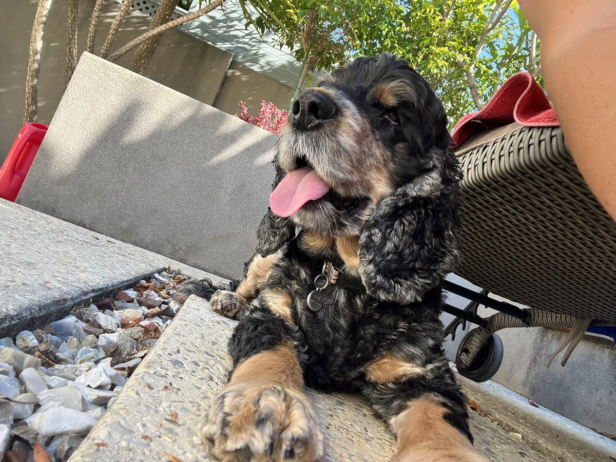 Kranster's tweet photo. @SpanielCooper1 G’day from Down Under. Nice to meet you Cooper. We’re Rossi (named after #Vale46, black/grey ears, 10) and Josie Wales (the Outlaw, roan, 7 on NYD). It’s a hard life being a Cocker Spaniel 😉❤️ https://t.co/CaeVxAIHAb
