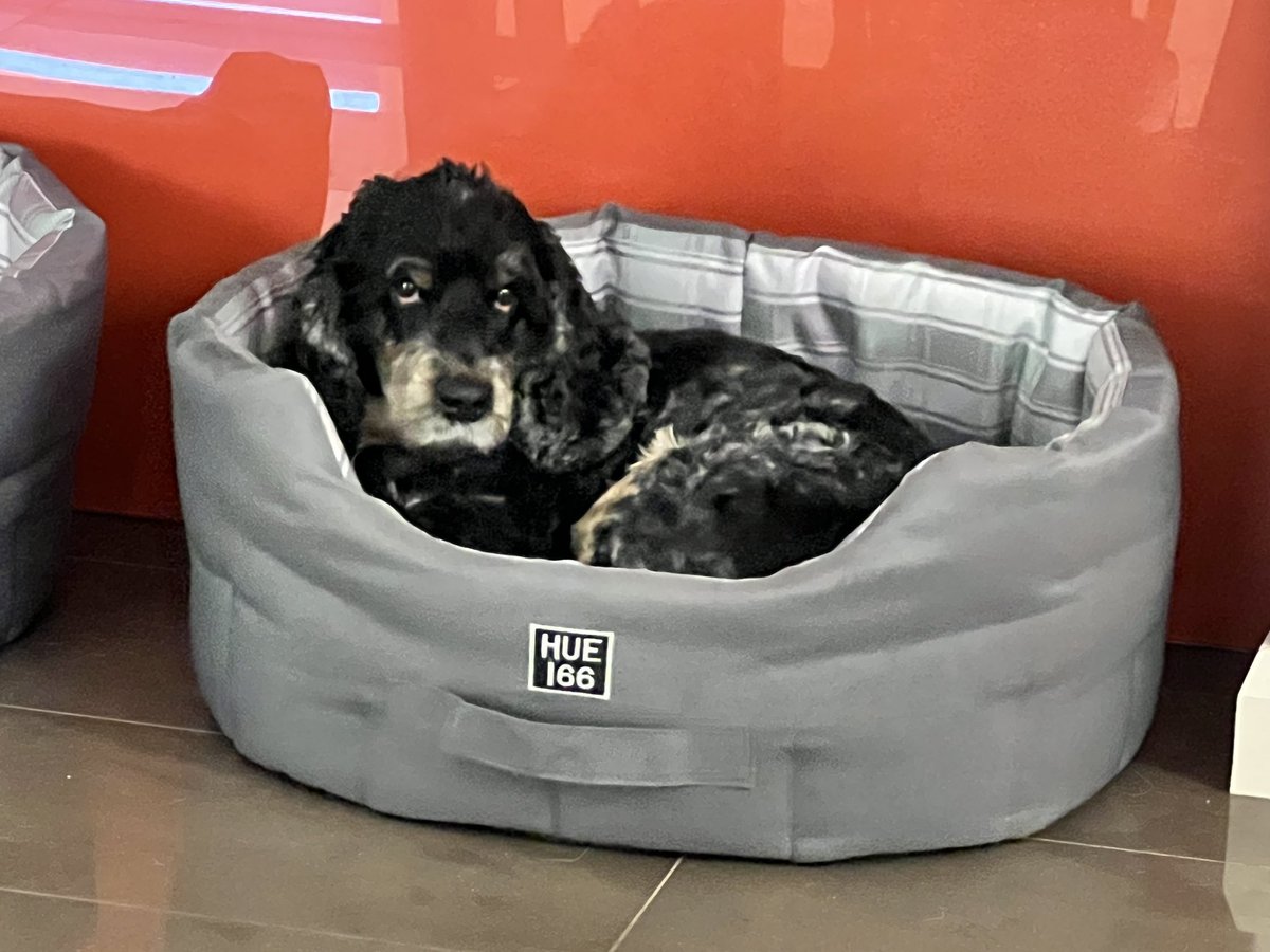 Kranster's tweet photo. @SpanielCooper1 G’day from Down Under. Nice to meet you Cooper. We’re Rossi (named after #Vale46, black/grey ears, 10) and Josie Wales (the Outlaw, roan, 7 on NYD). It’s a hard life being a Cocker Spaniel 😉❤️ https://t.co/CaeVxAIHAb