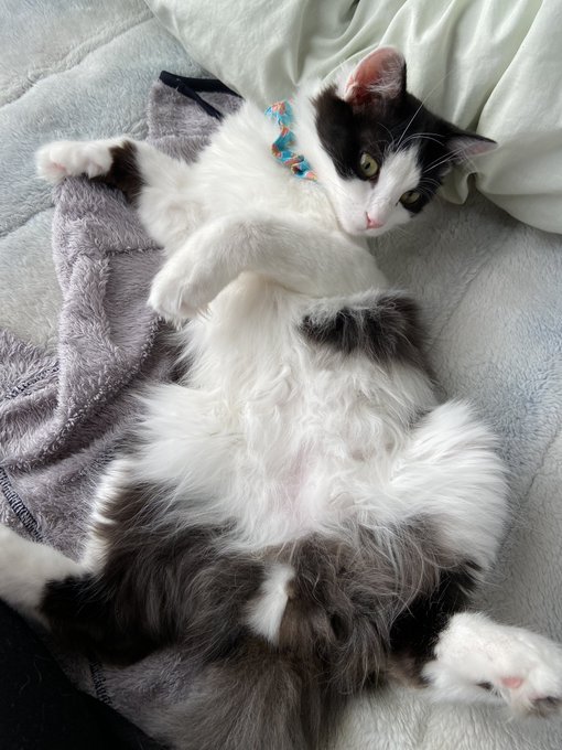 ニャン玉が…白黒だ! 