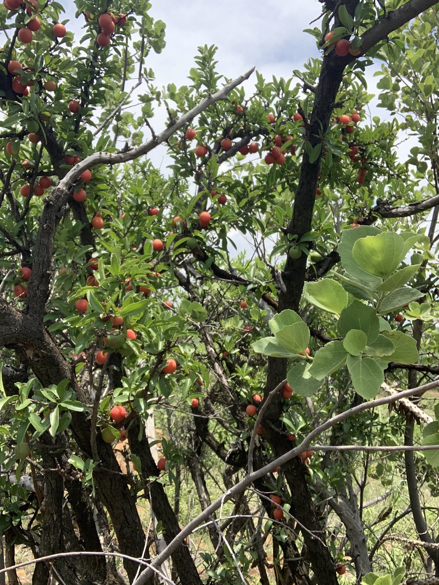 JMadingwaneng's tweet photo. Realized that I have about of these majestic plants in my land, nature is so beautiful https://t.co/GEGE8KnheG