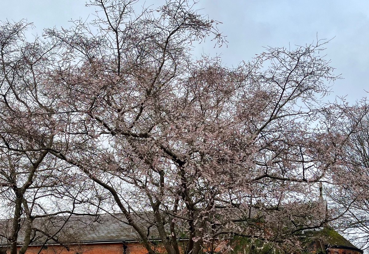 Blossom on trees near our offices in Southgate Street @Winchester - in December!