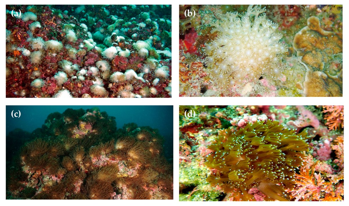 DiversityMDPI's tweet image. #Interestingimage

📚Alveopora japonica Conquering Temperate Reefs despite Massive Coral Bleaching

Article views:  2343
Citations： 6
mdpi.com/1424-2818/14/2…

#coralbleachingevent; #coralrecovery; #JejuIsland