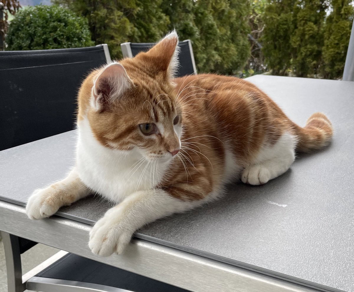 swissdoha's tweet photo. #wettswil #katze Wem gehört diese süsse Katze? 🐈 
Seit ein paar Tagen ist sie immer an der Poststrasse in Wettswil  #tierschutz #vermisst @wettswil #zutraulich #verspielt #jung https://t.co/hLbeugzWTu